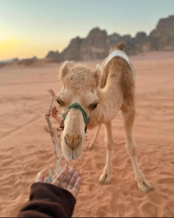 Wadi Rum Desert Camp Exteriér fotografie