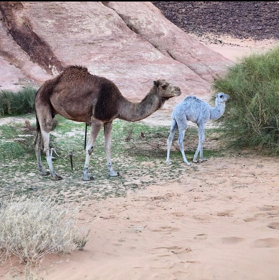 Wadi Rum Desert Camp Exteriér fotografie